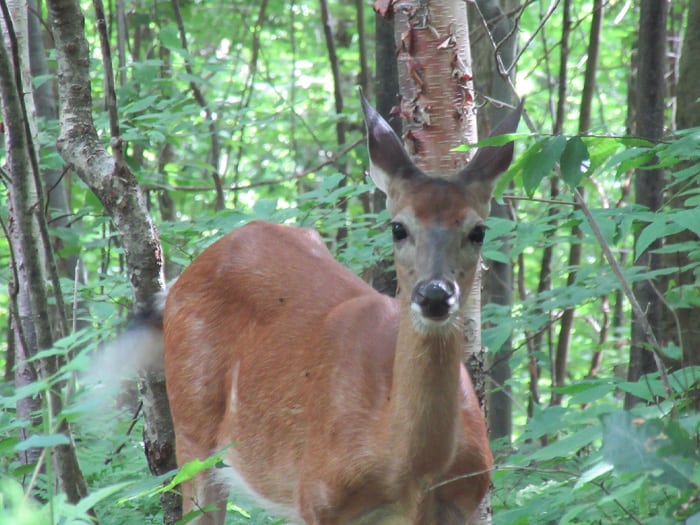 Herbivory