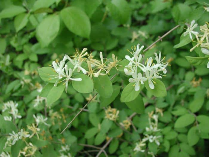 Morrow’s honeysuckles