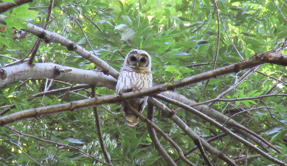 barred owl