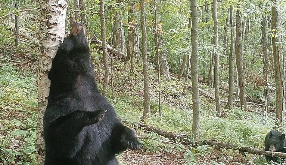 bear