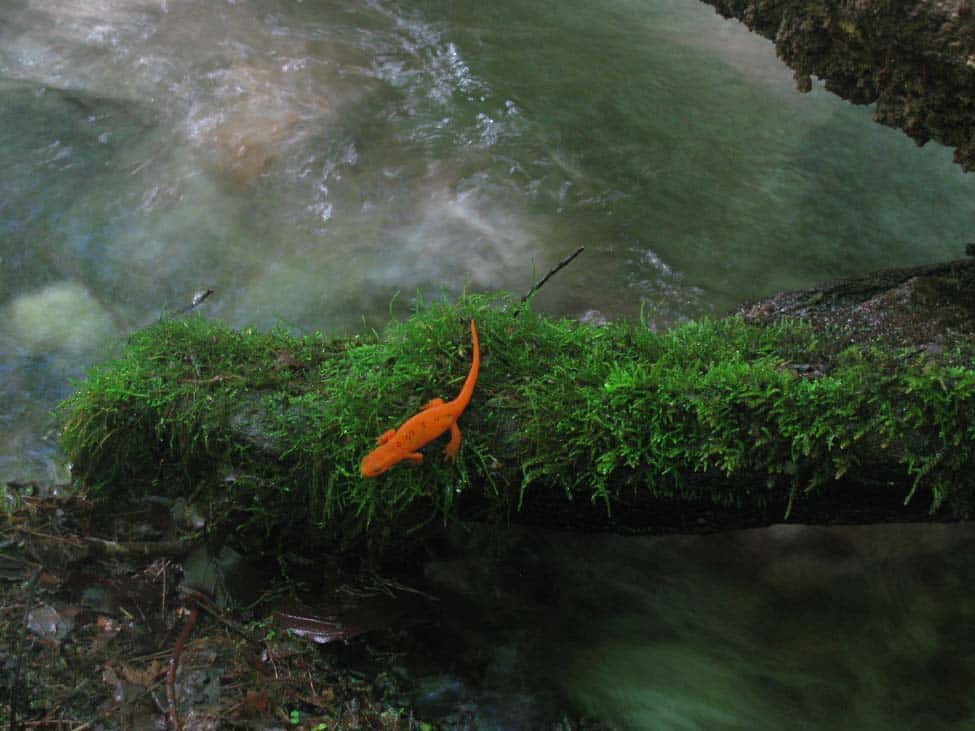 newt