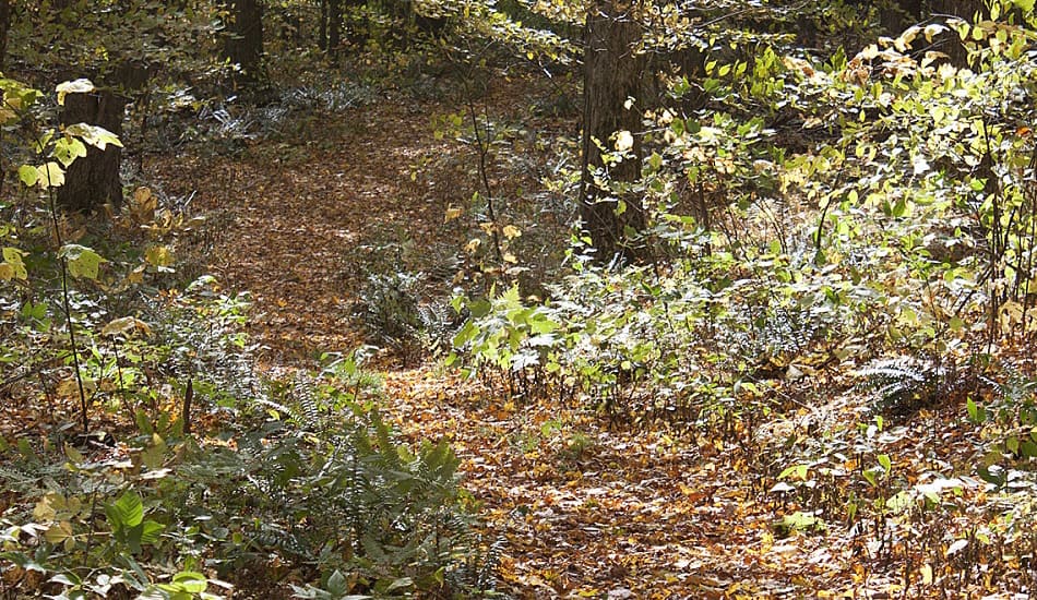 Flatlanders Trail