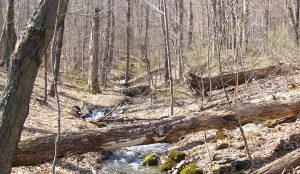 vermont hardwood forest