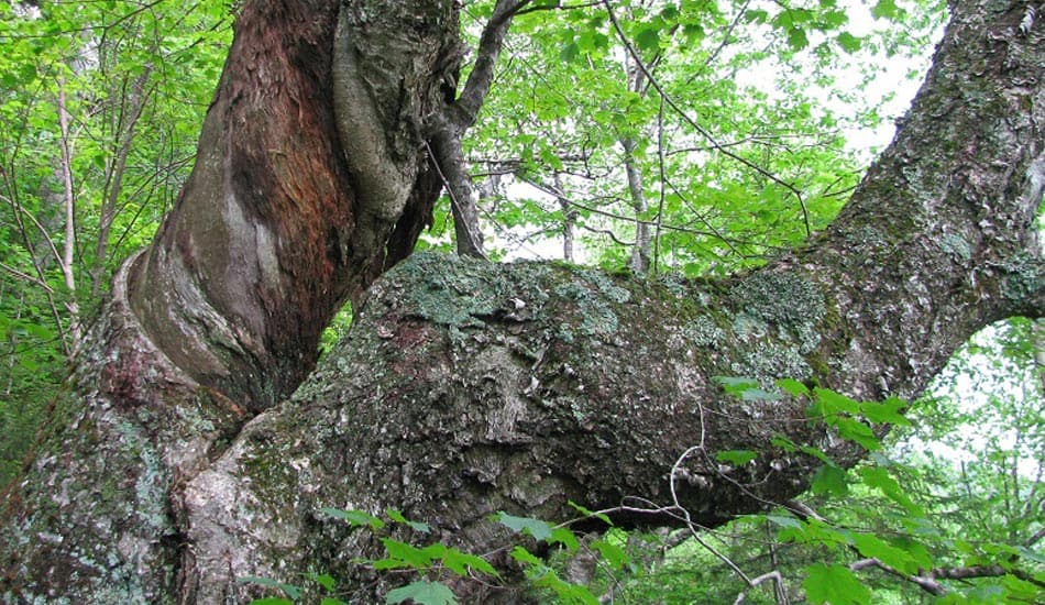 old-growth yellow birch