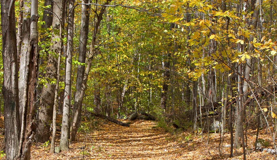 Red Gate Trail