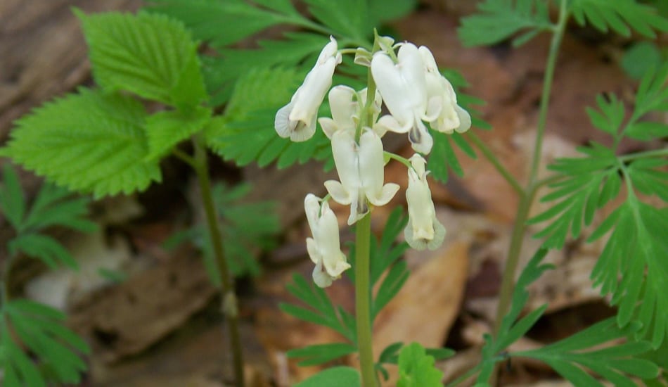 squirrel corn