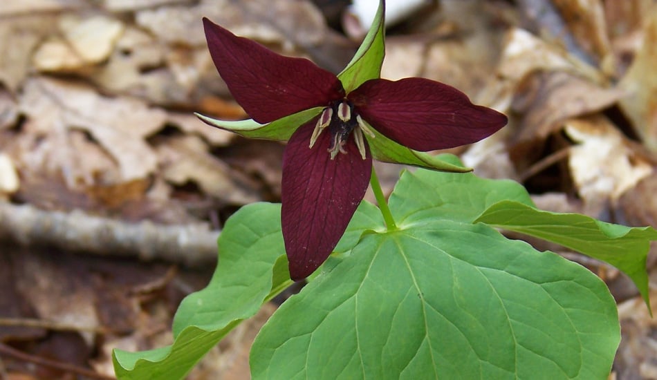 trillium