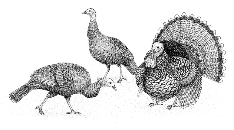 wild turkey