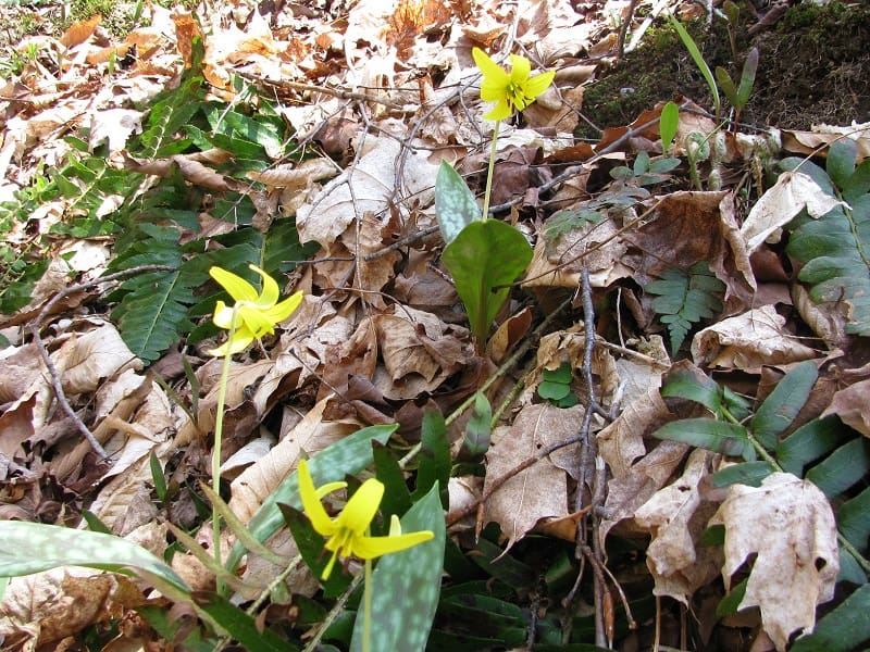 trout-lilies-on-Preserve