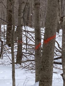 marked-trees-for-harvesting-Trillium-Trail-Equinox-Preserve