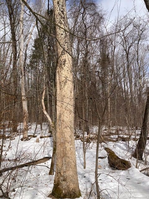 woodpecker "flecking" of infested ash tree