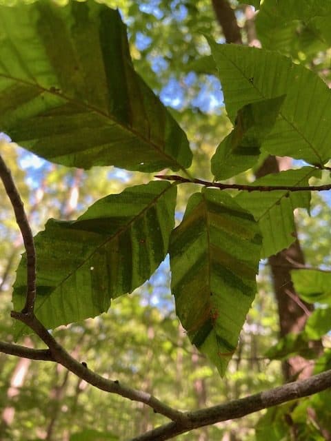 Beech leaf infested with nematodes